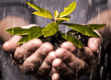 Close up of hands holding seedling and soil growing in the rain