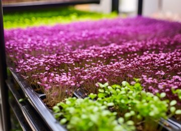 Cress microgreens and purple kohlrabi microgreens in a nursery